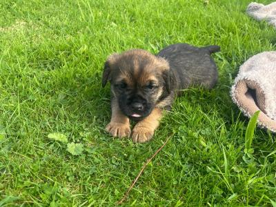 Full Pedigree male Border Terrier puppy in Louth
