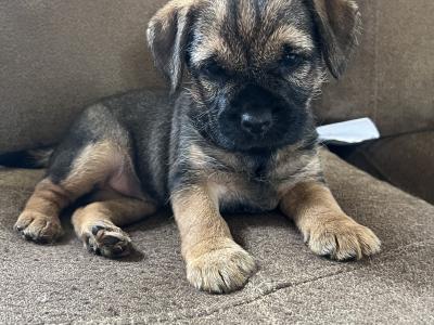 Full Pedigree male Border Terrier puppy in Louth