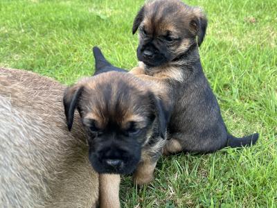 Full Pedigree male Border Terrier puppy in Louth