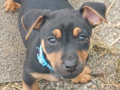 Beautiful Black & Tan Jack Russell puppies in Mayo
