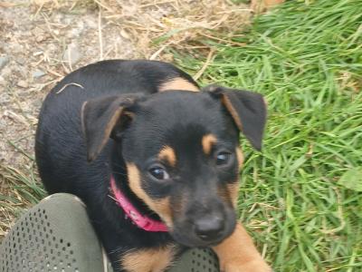 Beautiful Black & Tan Jack Russell puppies in Mayo
