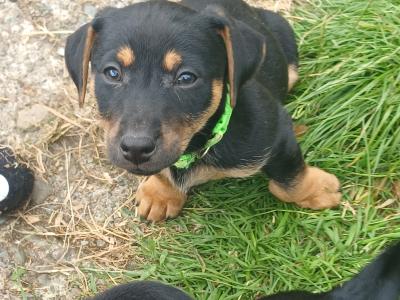 Beautiful Black & Tan Jack Russell puppies in Mayo