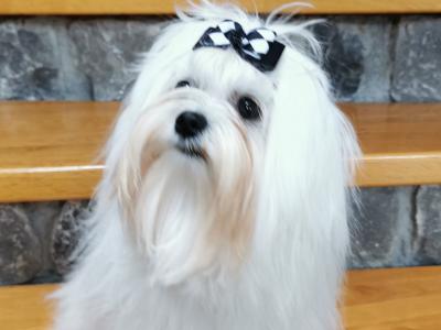 IKC Registered male Maltese Korean line puppy 9 months old in Laois