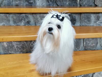 IKC Registered male Maltese Korean line puppy 9 months old in Laois