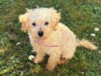 Sweetest Cavapoo puppy looking for a new wonderful home