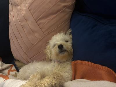 Rue is the sweetest female Cavapoo puppy 10 months old in Galway, looking for a new wonderful home