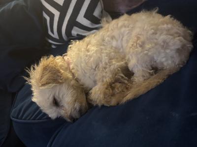 Rue is the sweetest female Cavapoo puppy 10 months old in Galway, looking for a new wonderful home