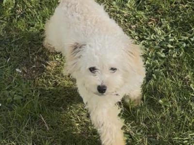 Rue is the sweetest female Cavapoo puppy 10 months old in Galway, looking for a new wonderful home