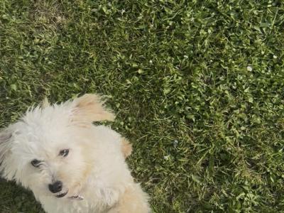 Rue is the sweetest female Cavapoo puppy 10 months old in Galway, looking for a new wonderful home