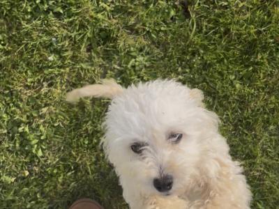 Rue is the sweetest female Cavapoo puppy 10 months old in Galway, looking for a new wonderful home