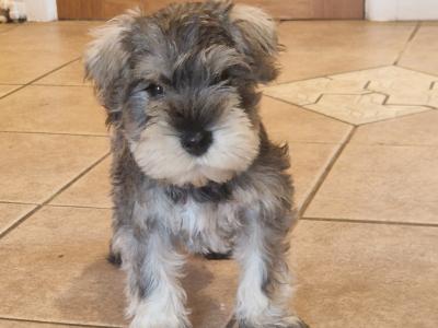IKC Registered Miniature Schnauzer puppies in Wexford