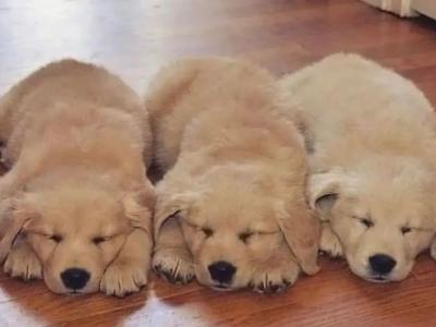 Stunning IKC Registered Golden Retriever puppies in Galway