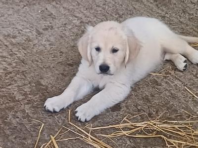 Stunning IKC Registered Golden Retriever puppies in Galway