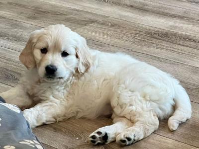 Stunning IKC Registered Golden Retriever puppies in Galway