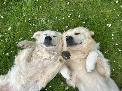 Stunning IKC Registered Golden Retriever puppies in Galway