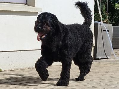 Standard Newfoundland x Poodle dogs in Tipperary
