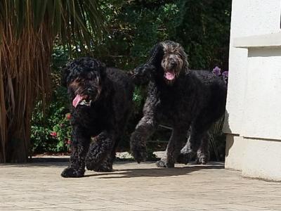 Standard Newfoundland x Poodle dogs in Tipperary