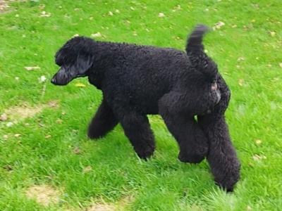 Standard Newfoundland x Poodle dogs in Tipperary