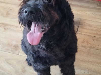 Standard Newfoundland x Poodle dogs in Tipperary