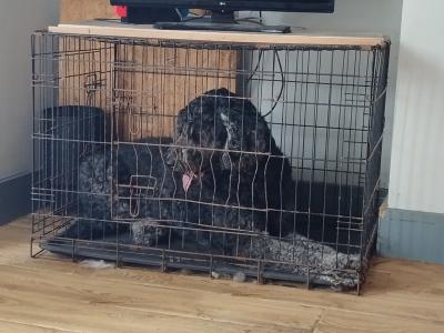 Standard Newfoundland x Poodle dogs in Tipperary