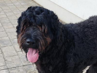 Standard Newfoundland x Poodle dogs in Tipperary