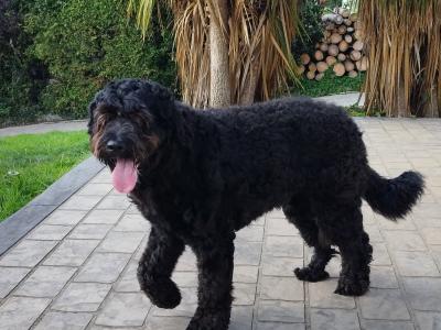 Standard Newfoundland x Poodle dogs in Tipperary
