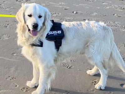 Golden Retriever Stud