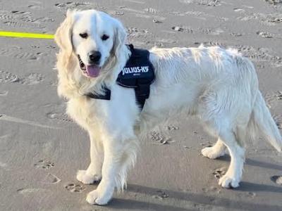 Golden Retriever Stud