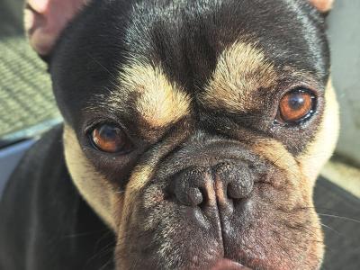 Beautiful male French Bulldog puppy 15 months old in Clare