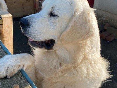 Golden Retriever Stud