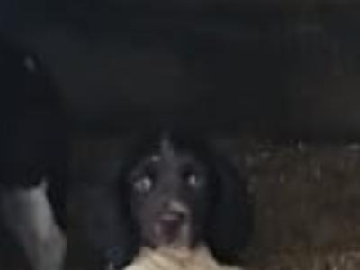 IKC Registered Springer Spaniel puppies in Kildare