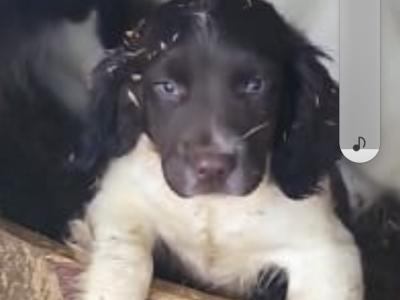 IKC Registered Springer Spaniel puppies in Kildare