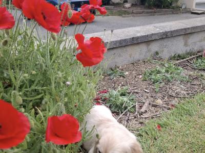 Purebred IKC Registered Golden Retriever puppies in Wexford