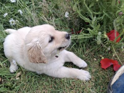 Purebred IKC Registered Golden Retriever puppies in Wexford
