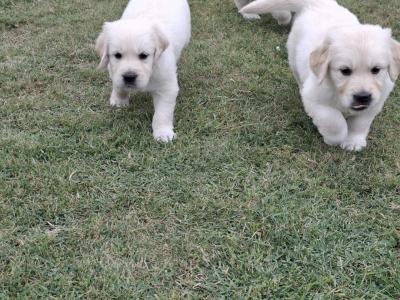 Purebred IKC Registered Golden Retriever puppies in Wexford
