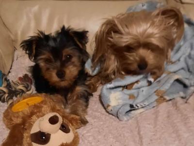 One Little female Yorkshire Terrier Named Poppy remaining out of Four gorgeous Yorkies