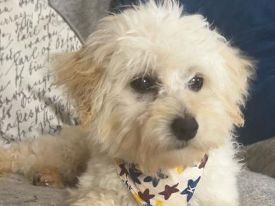 Rue is the sweetest female Cavapoo puppy 10 months old in Galway, looking for a new wonderful home