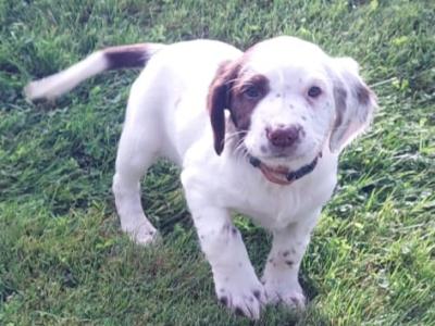 Springer Spaniel puppies in Meath