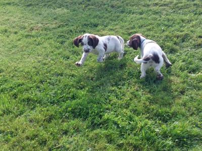Springer Spaniel puppies in Meath