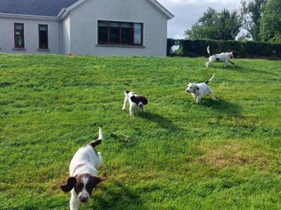 Springer Spaniel puppies in Meath