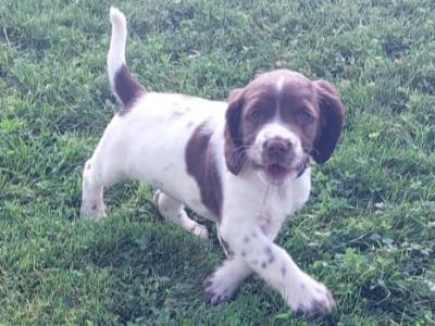 Springer Spaniel puppies in Meath