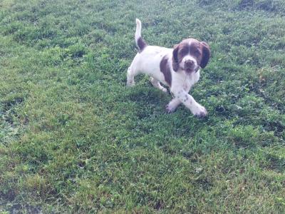 Springer Spaniel puppies in Meath