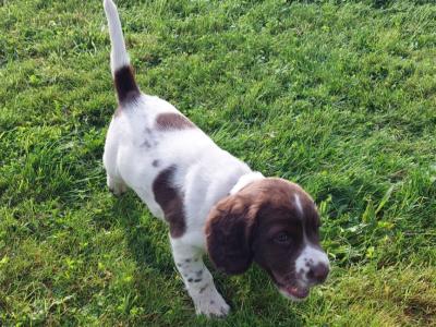 Springer Spaniel puppies in Meath