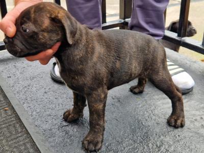 IKC Registered female brindle Staffordshire Bull Terrier puppy for sale in Limerick