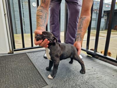 IKC Registered female brindle Staffordshire Bull Terrier puppy for sale in Limerick