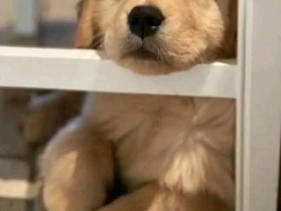 Purebred Golden Retriever puppies for sale in Tipperary