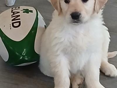 Purebred Golden Retriever puppies for sale in Tipperary