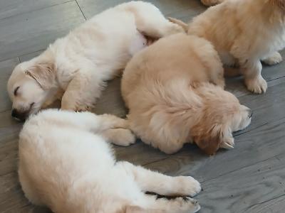 Purebred Golden Retriever puppies for sale in Tipperary