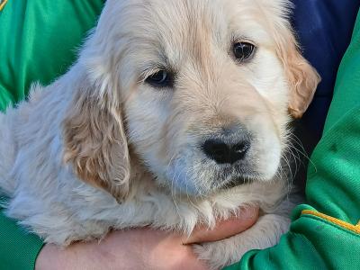 Purebred Golden Retriever puppies for sale in Tipperary