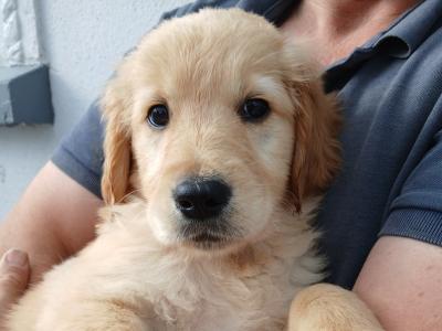 Purebred Golden Retriever puppies for sale in Tipperary